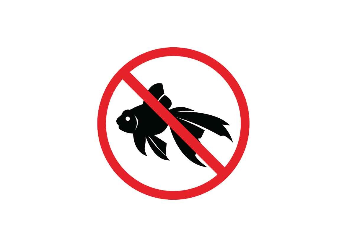 Gold Fish Danger Signs