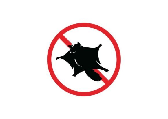 Sugar Glider Danger Signs