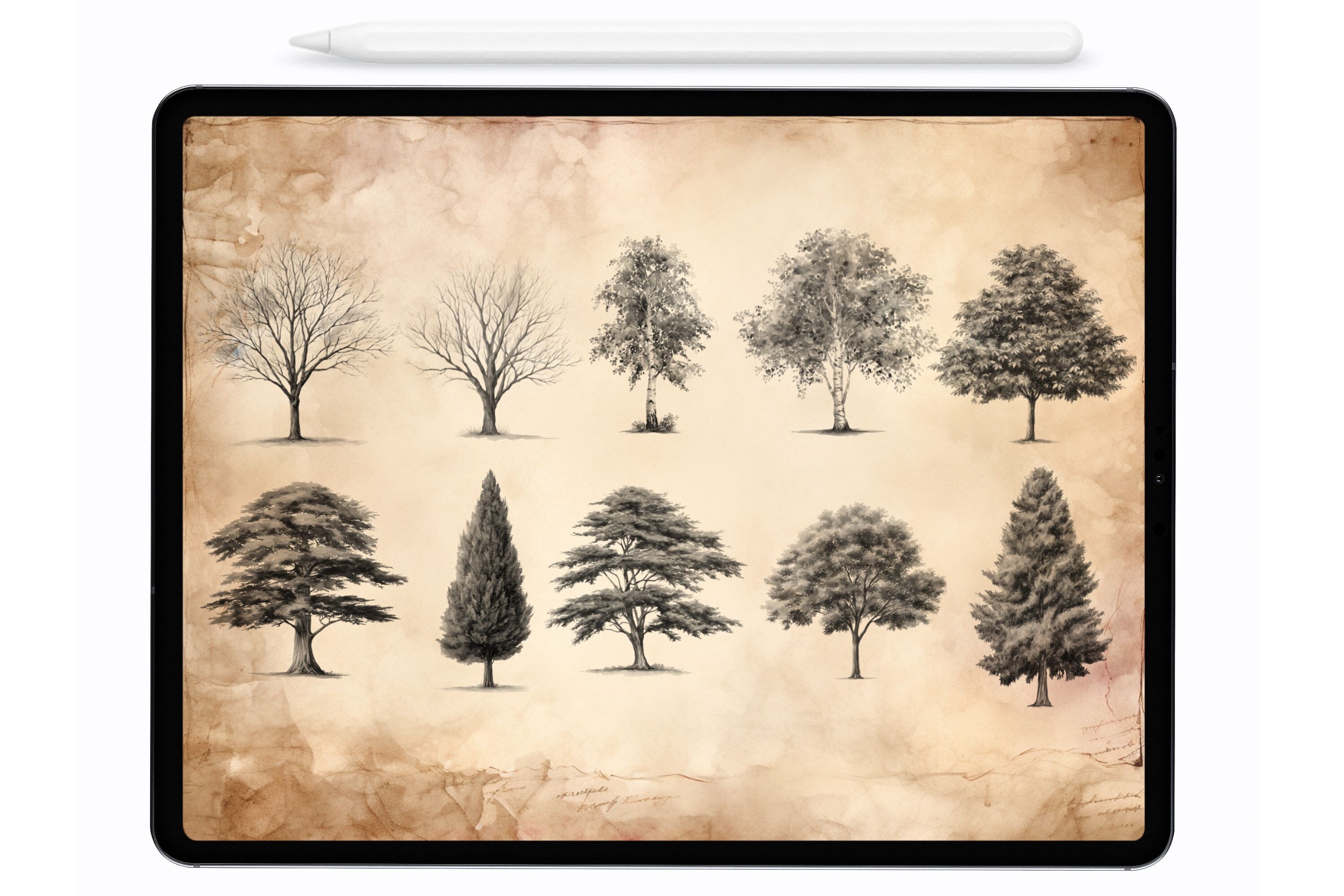 Forest Trees Procreate Stamps Brushes - photo 2