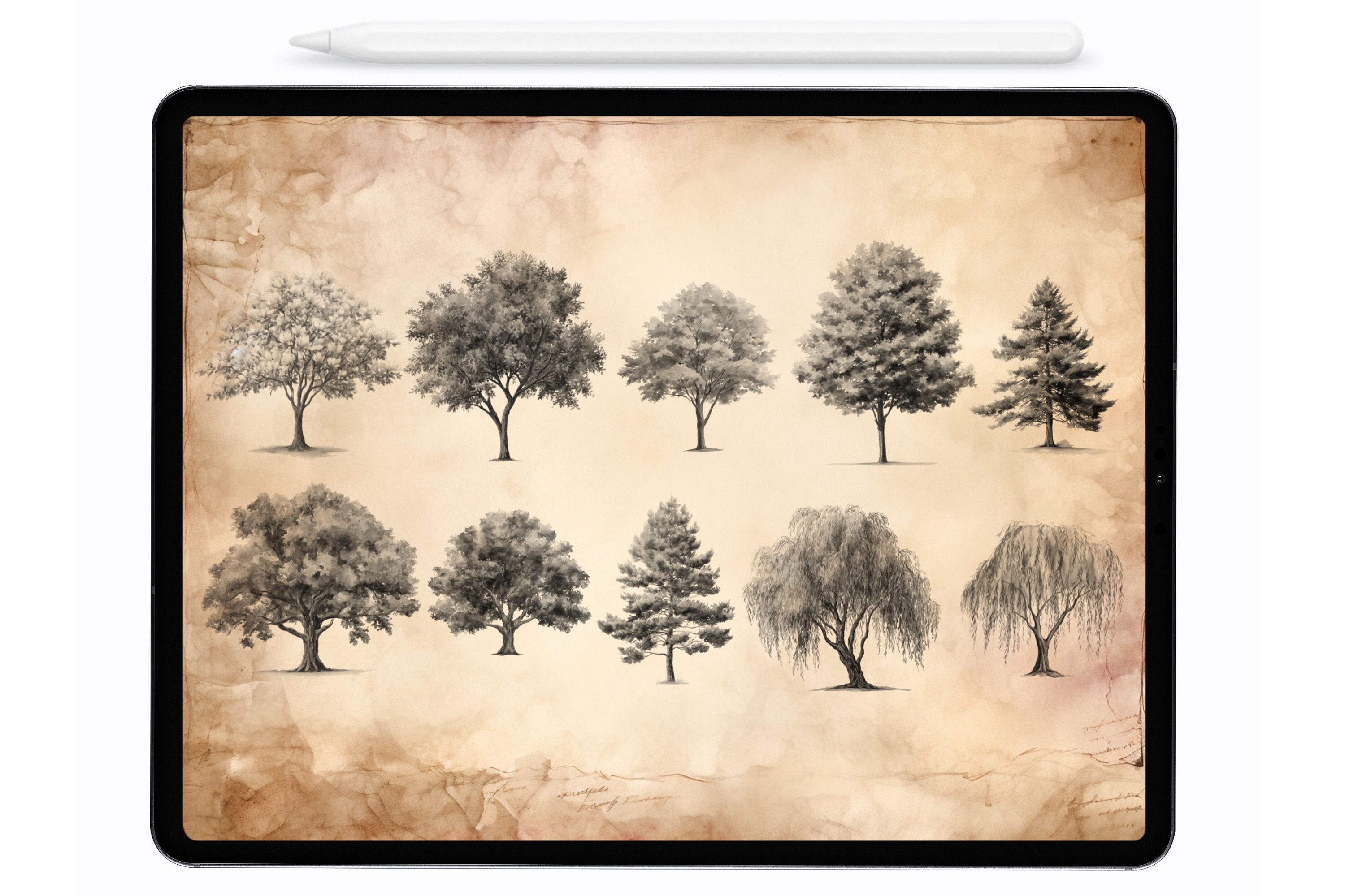 Forest Trees Procreate Stamps Brushes - photo 3