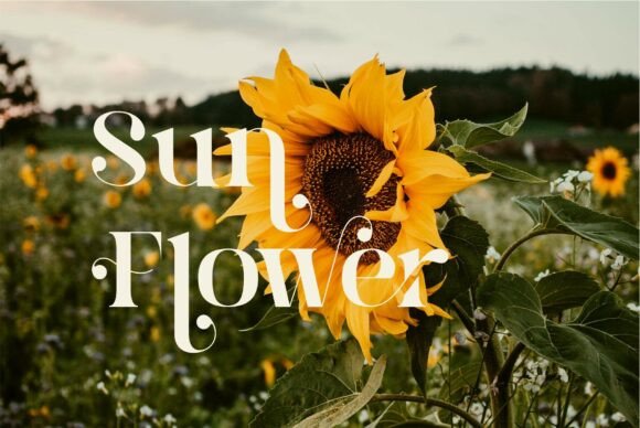 Brista Font - Preview 4