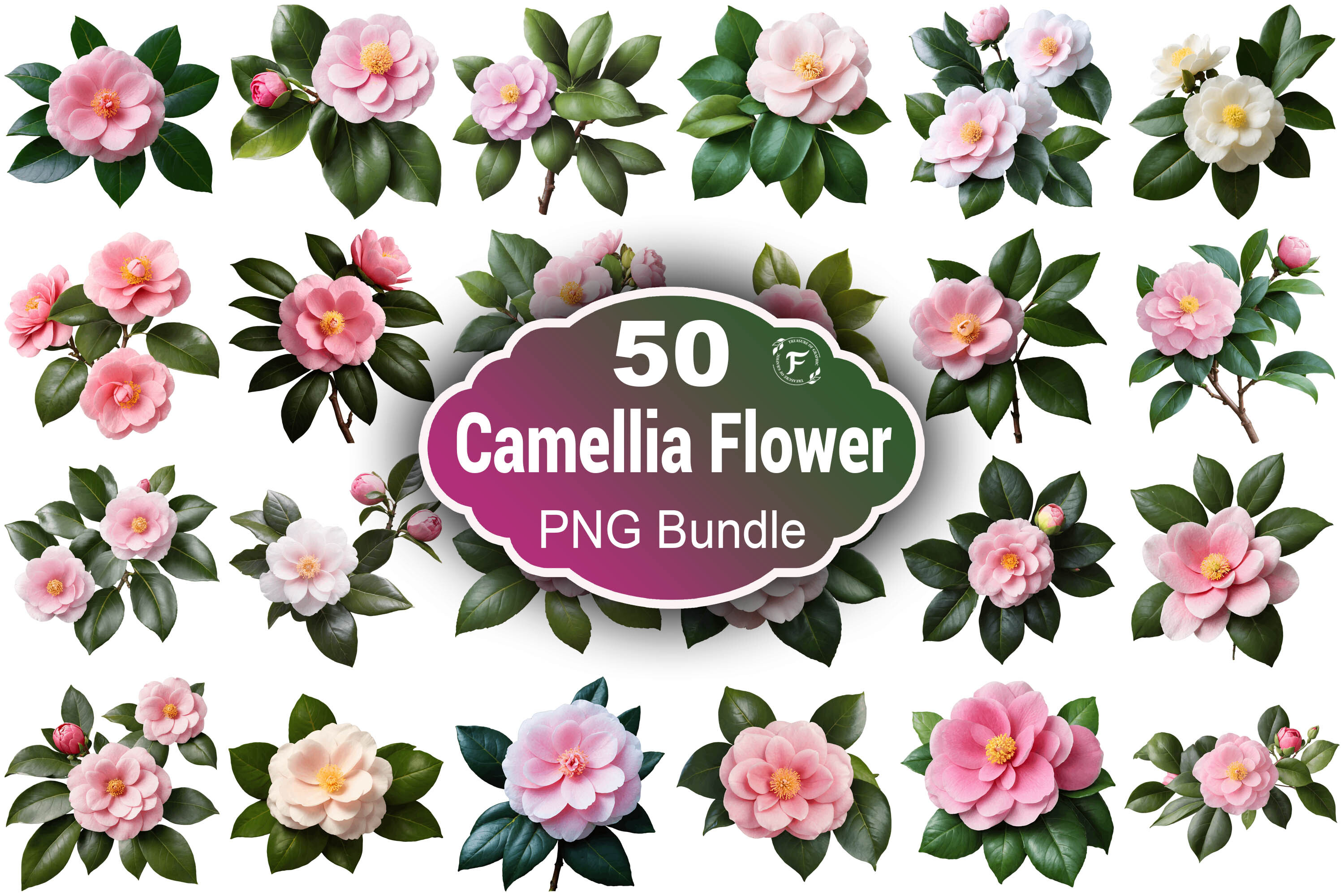 Camellia Flower Png
