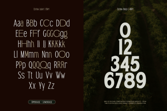 Bird of Feather Font - Preview 1