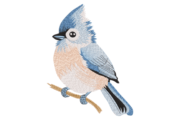 Blue Jay Bird