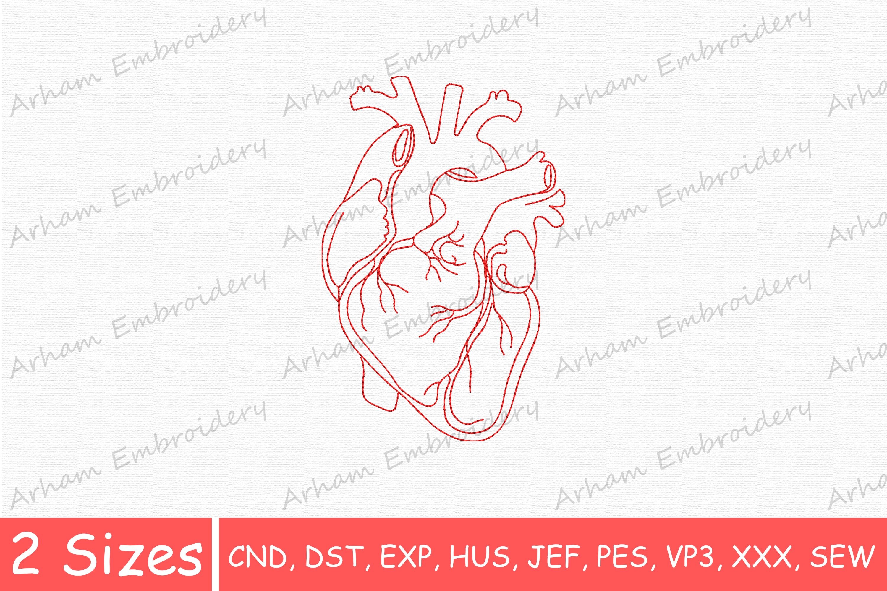 Anatomical Heart Line Art