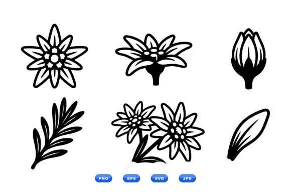 Edelweiss Floral Clipart Set Graphic Illustrations By DesignVectx