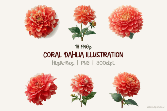 Coral Dahlia Illustration 19 Png