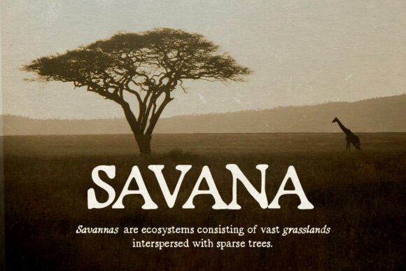 Organic Grain Font PNG with transparent background - Preview 5