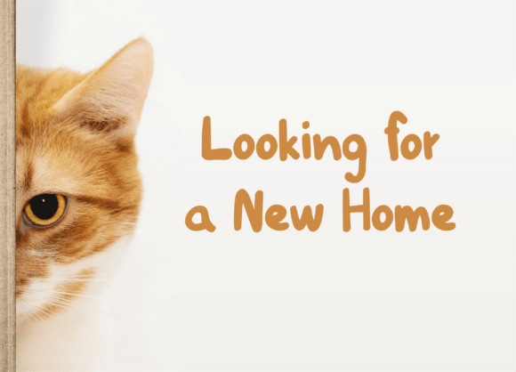 Cats and Dogs Handwritten Font - Preview 2