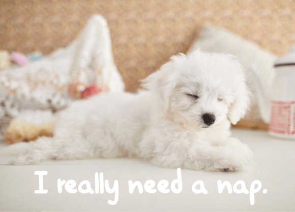 Cats and Dogs Handwritten Font - Preview 3