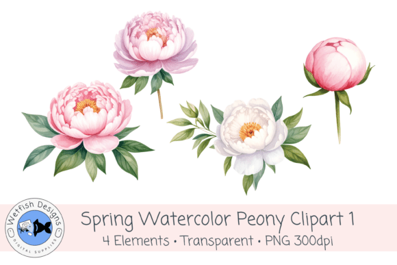 Watercolor PNG 300dpi Peony Flowers 1