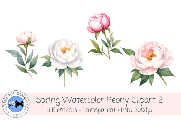 Watercolor PNG 300dpi Peony Flowers 2