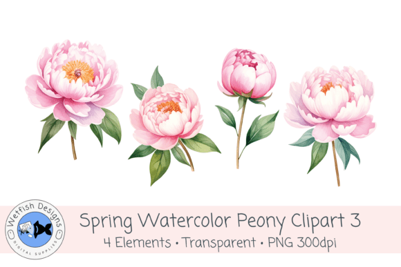 Watercolor PNG 300dpi Peony Flowers 3