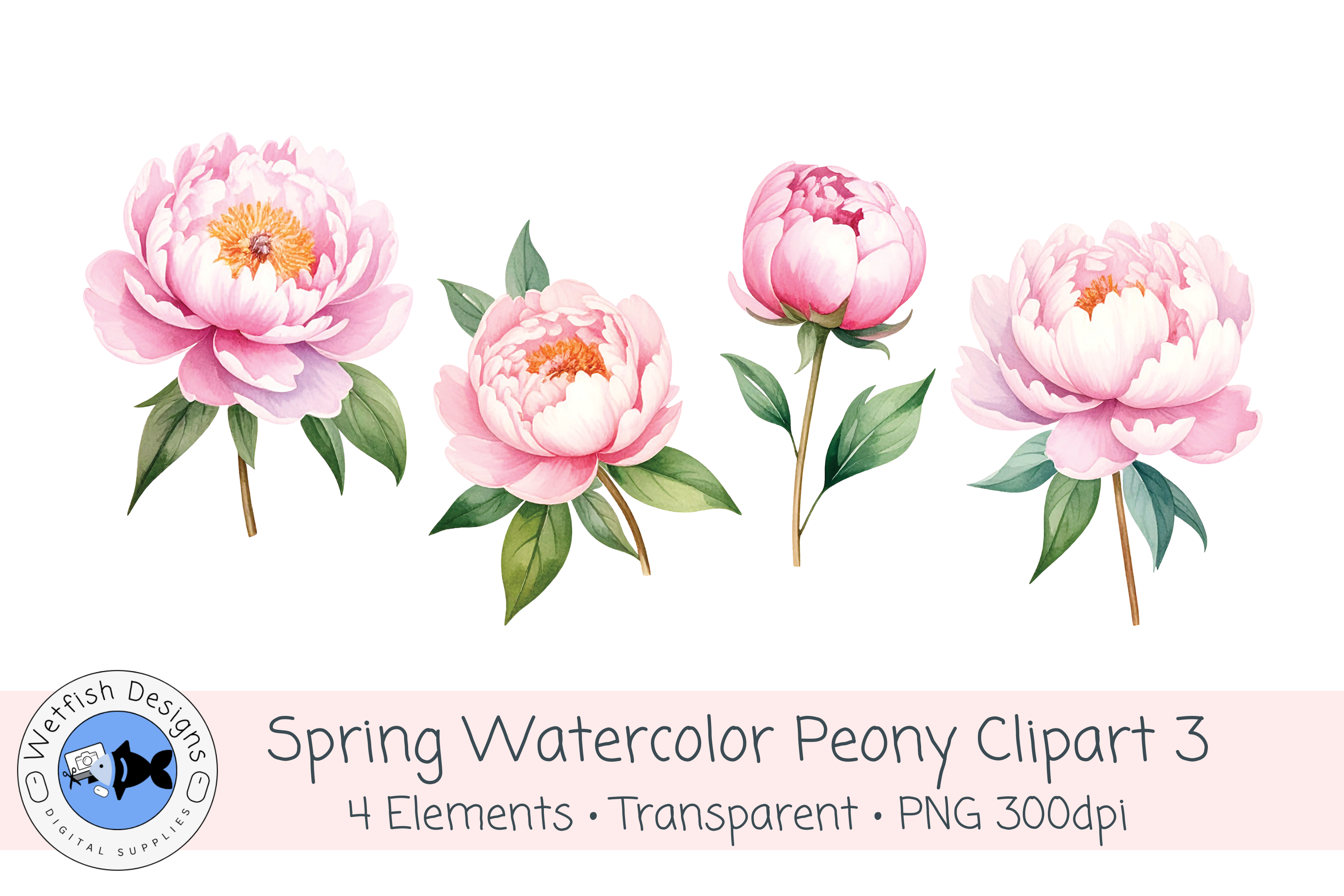 Watercolor PNG 300dpi Peony Flowers 3