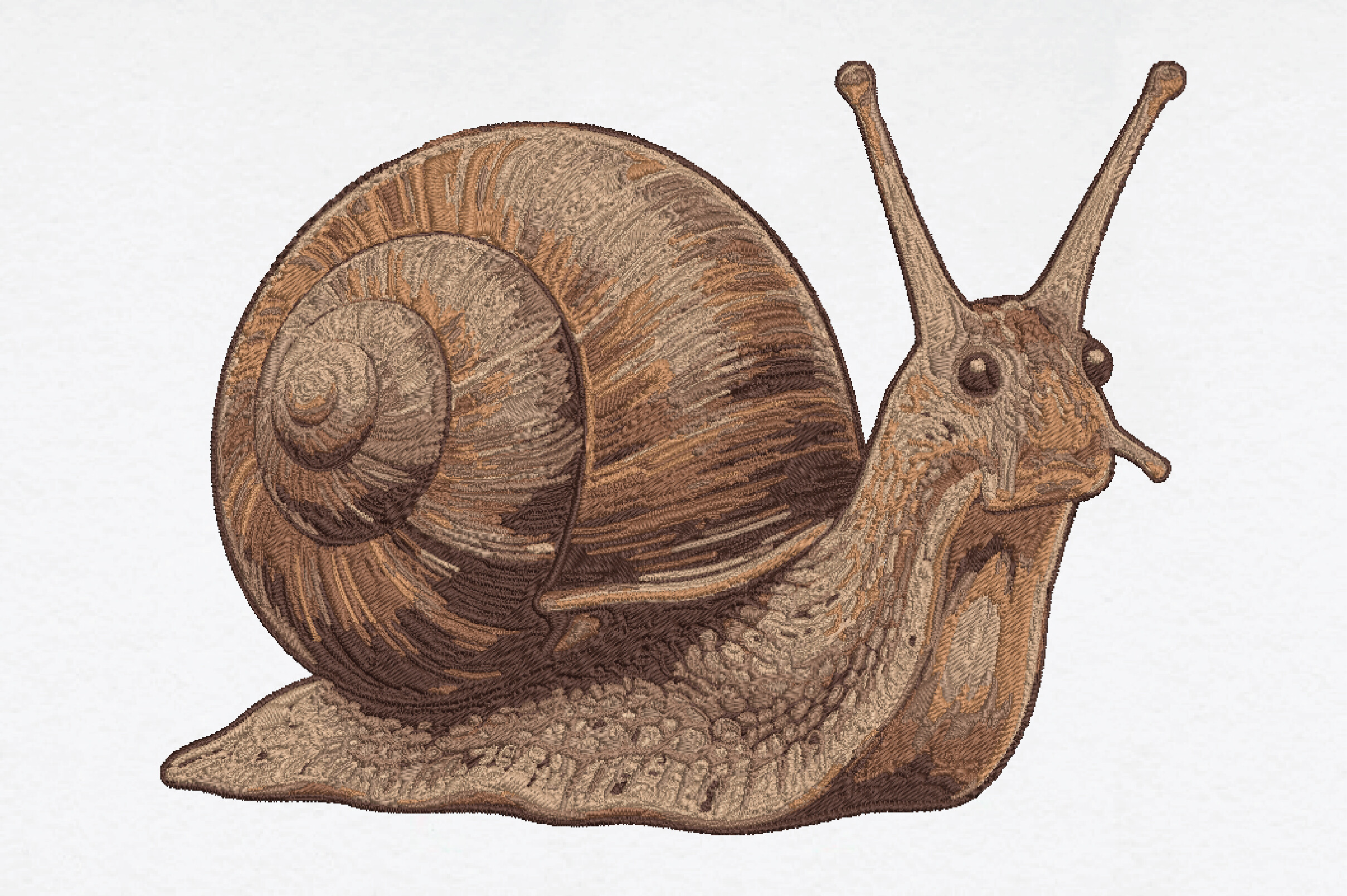 Snail