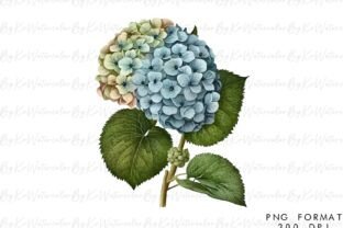 Watercolor Blue Hydrangea Bundle PNG Graphic by WatercolorByKr ...