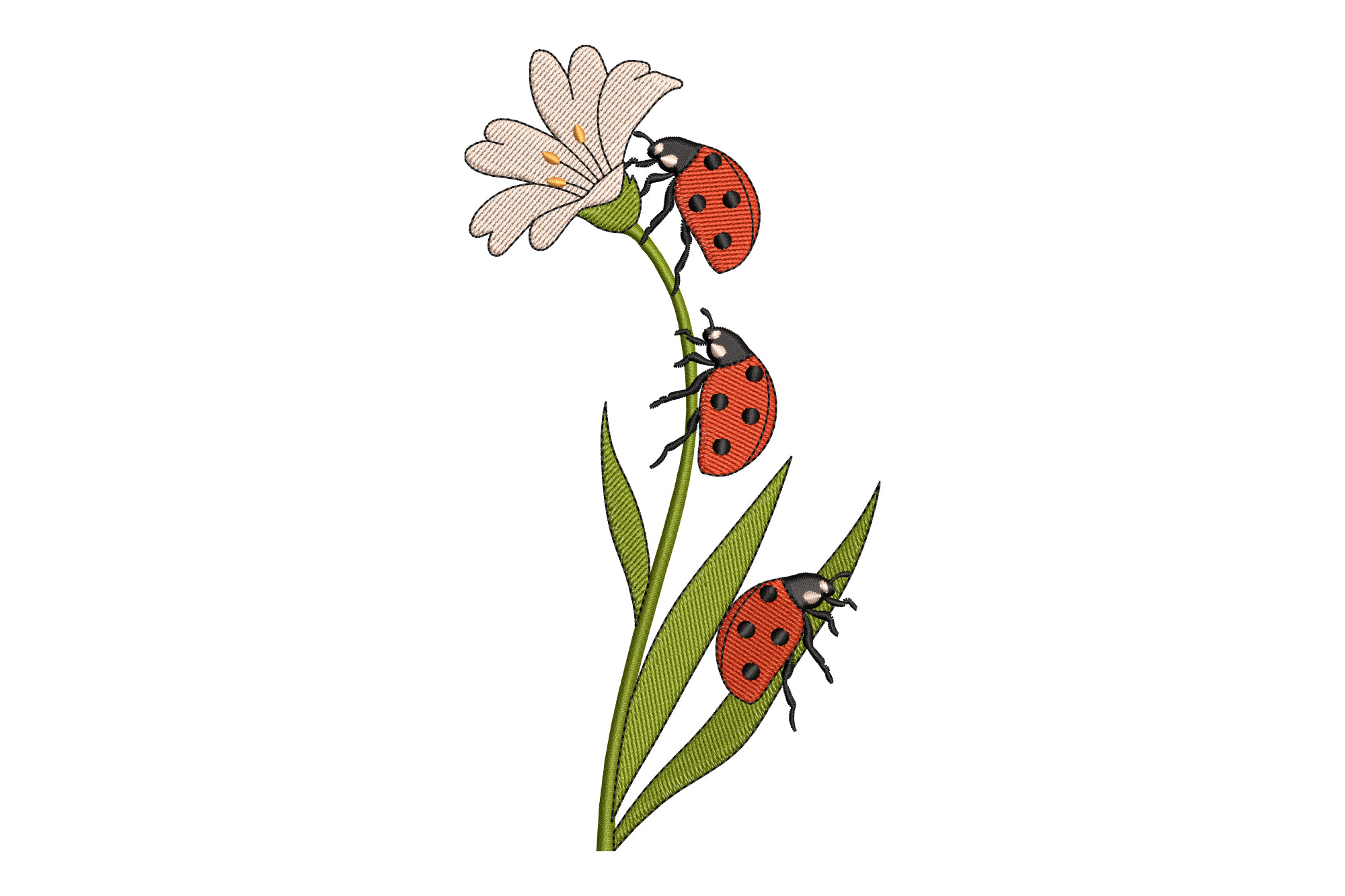 Ladybug on a Flower