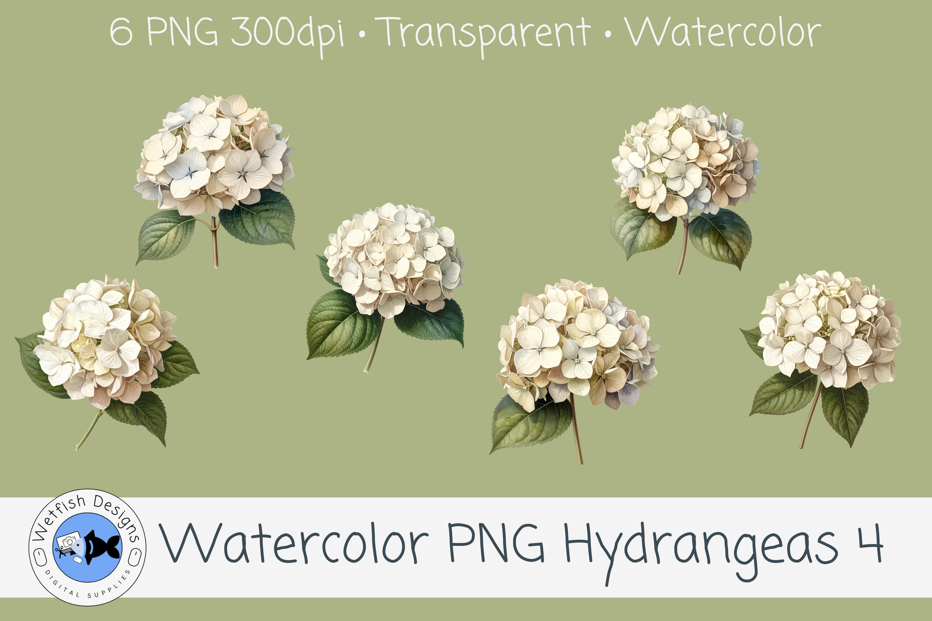 Watercolor Hydrangea PNG Clipart 4