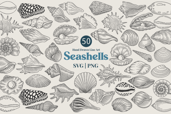 Sea Shell Design Guide Line Seashell Line Art Clipart Bundle Graphic by Kusumaillustration ...