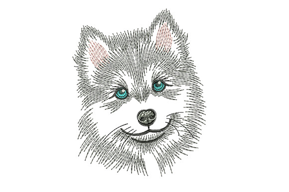 Siberian Husky Dog