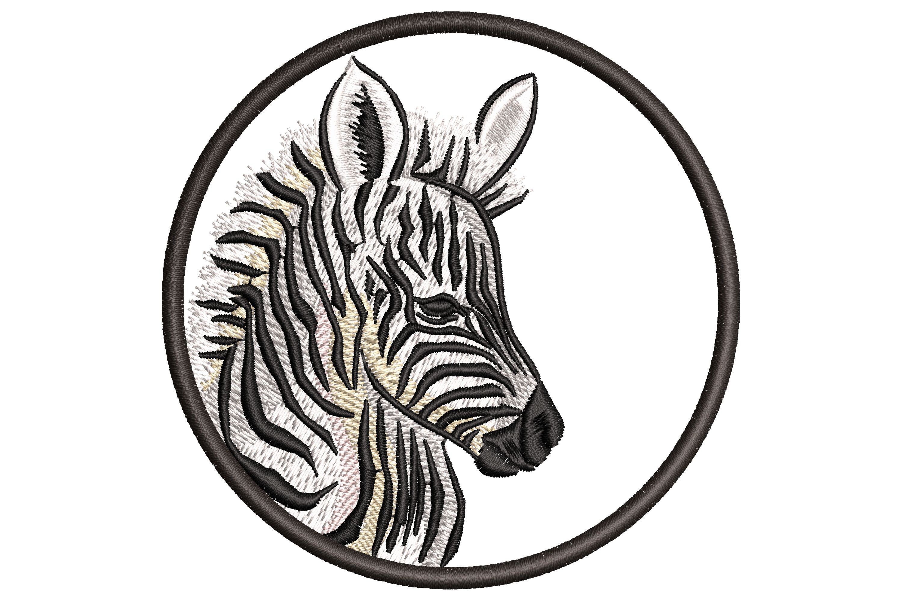 African Zebra