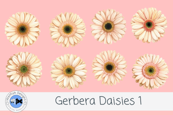 Gerbera PNG Daisies 1