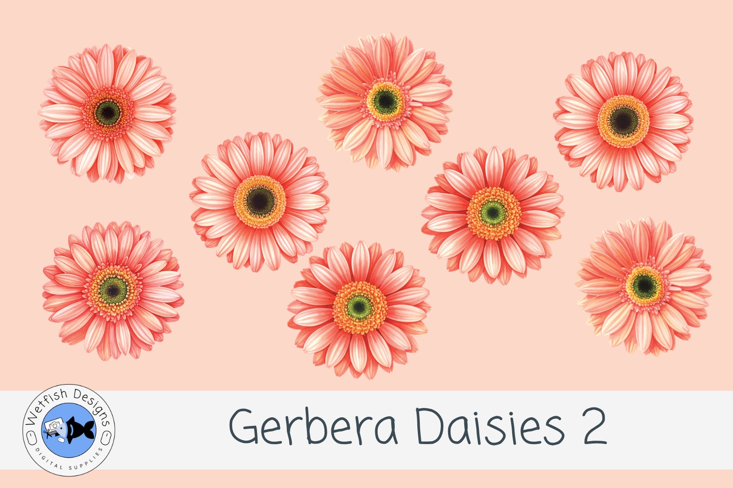 Gerbera PNG Daisies 2