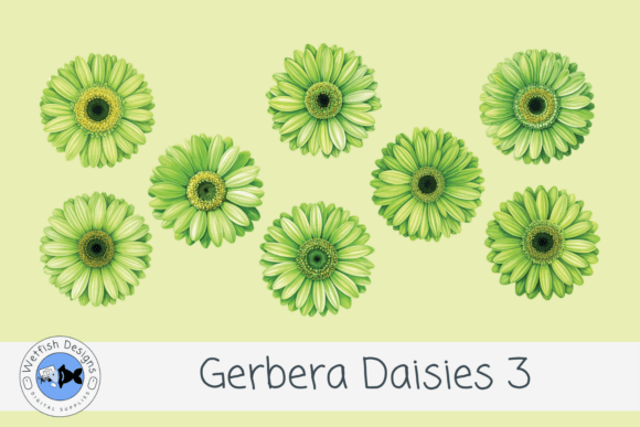 Gerbera PNG Daisies 3