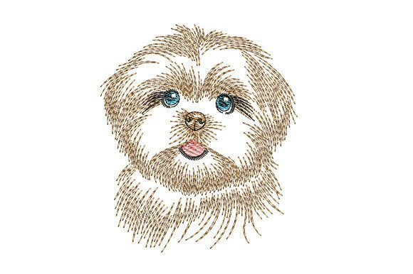 Shih Tzu Dog