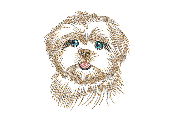 Shih Tzu Dog