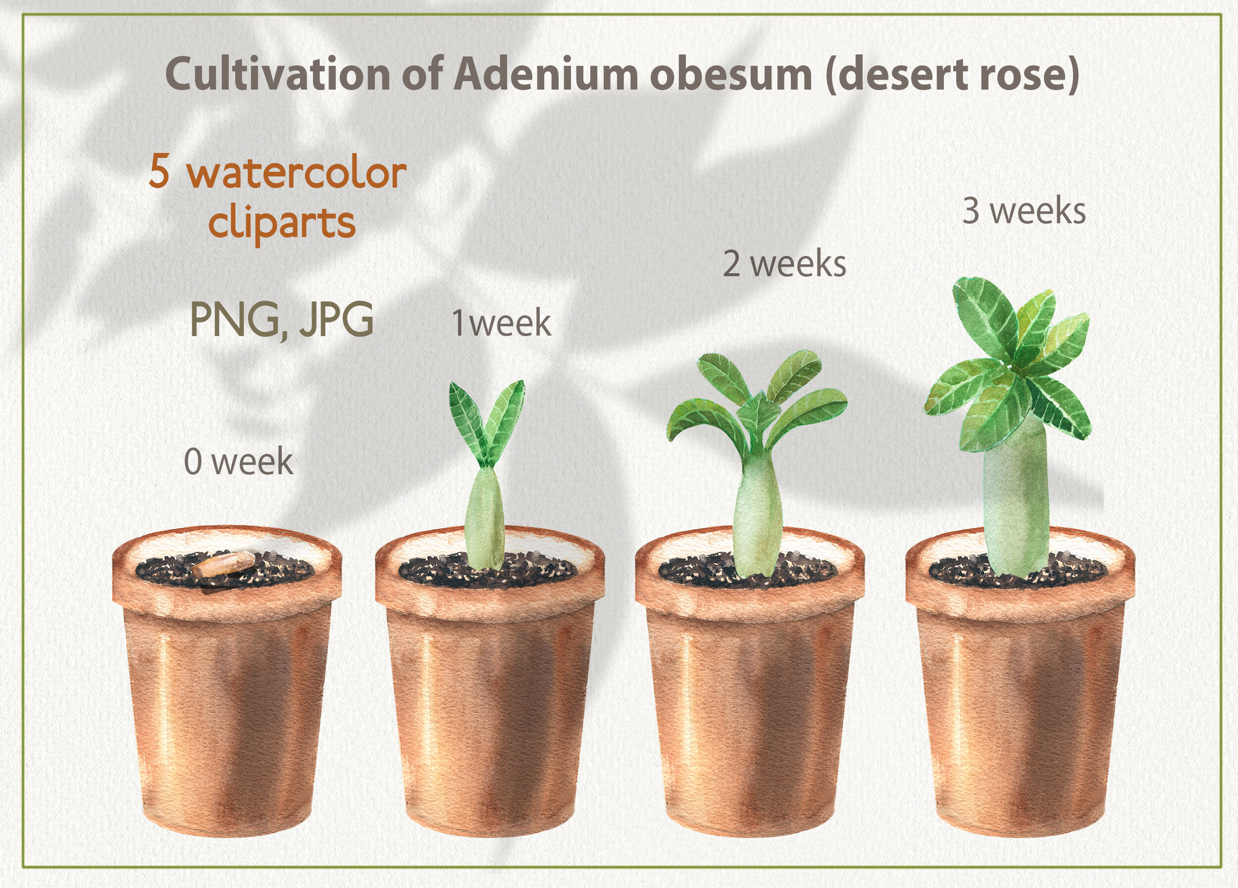 The Growth Phases of the Adenium Obesum