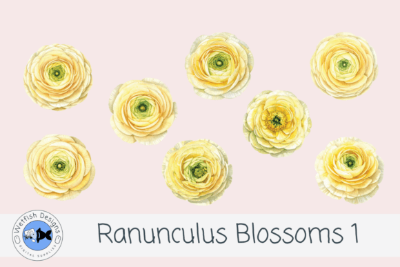 Watercolor PNG Ranunculus Flowers 1