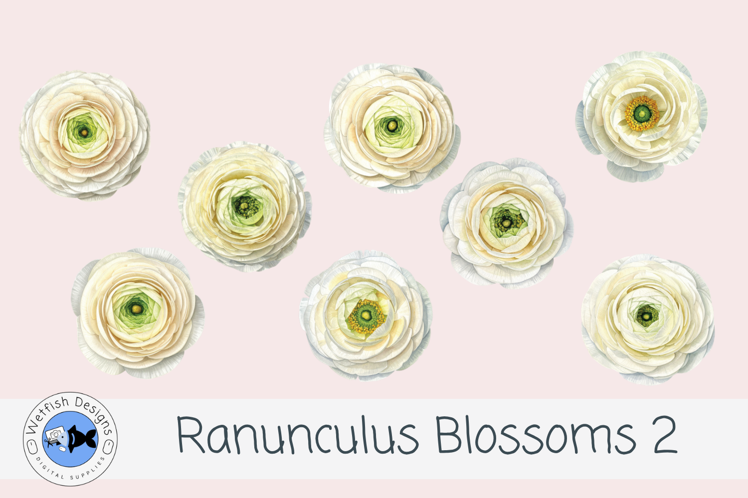 Watercolor PNG Ranunculus Flowers 2