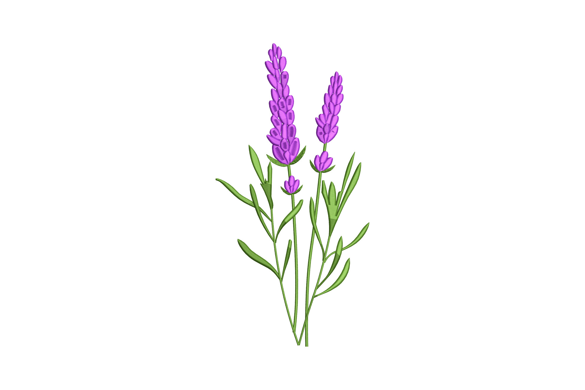 Lavender Flower