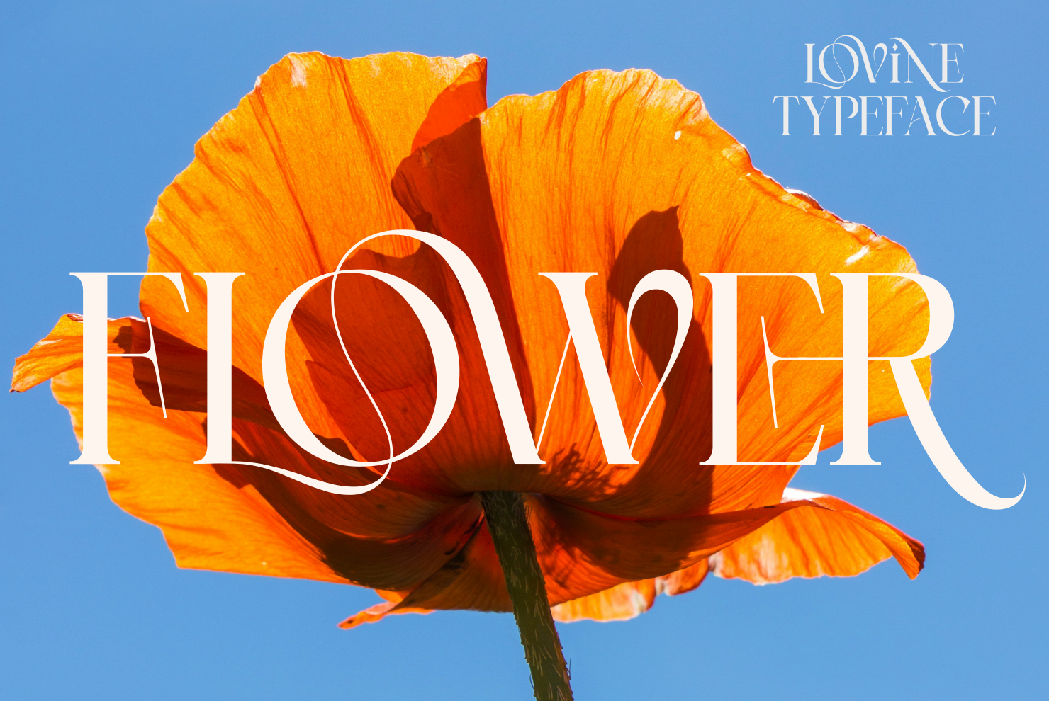 Lovine Font - photo 6