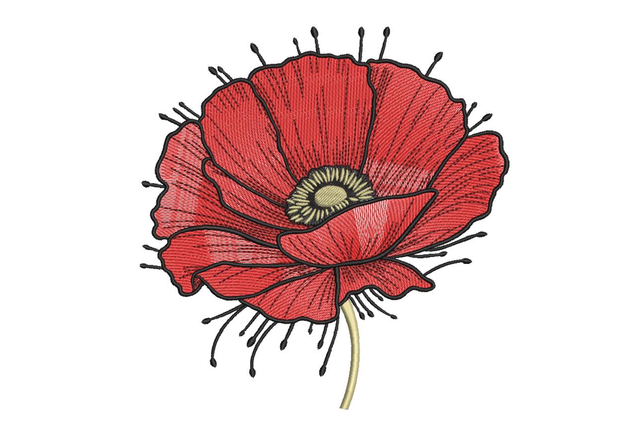 Red Poppy Bloom