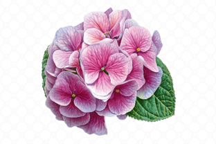 Pink Hydrangea PNG Watercolor Flower 01 Graphic by CelestialDesignForge ...