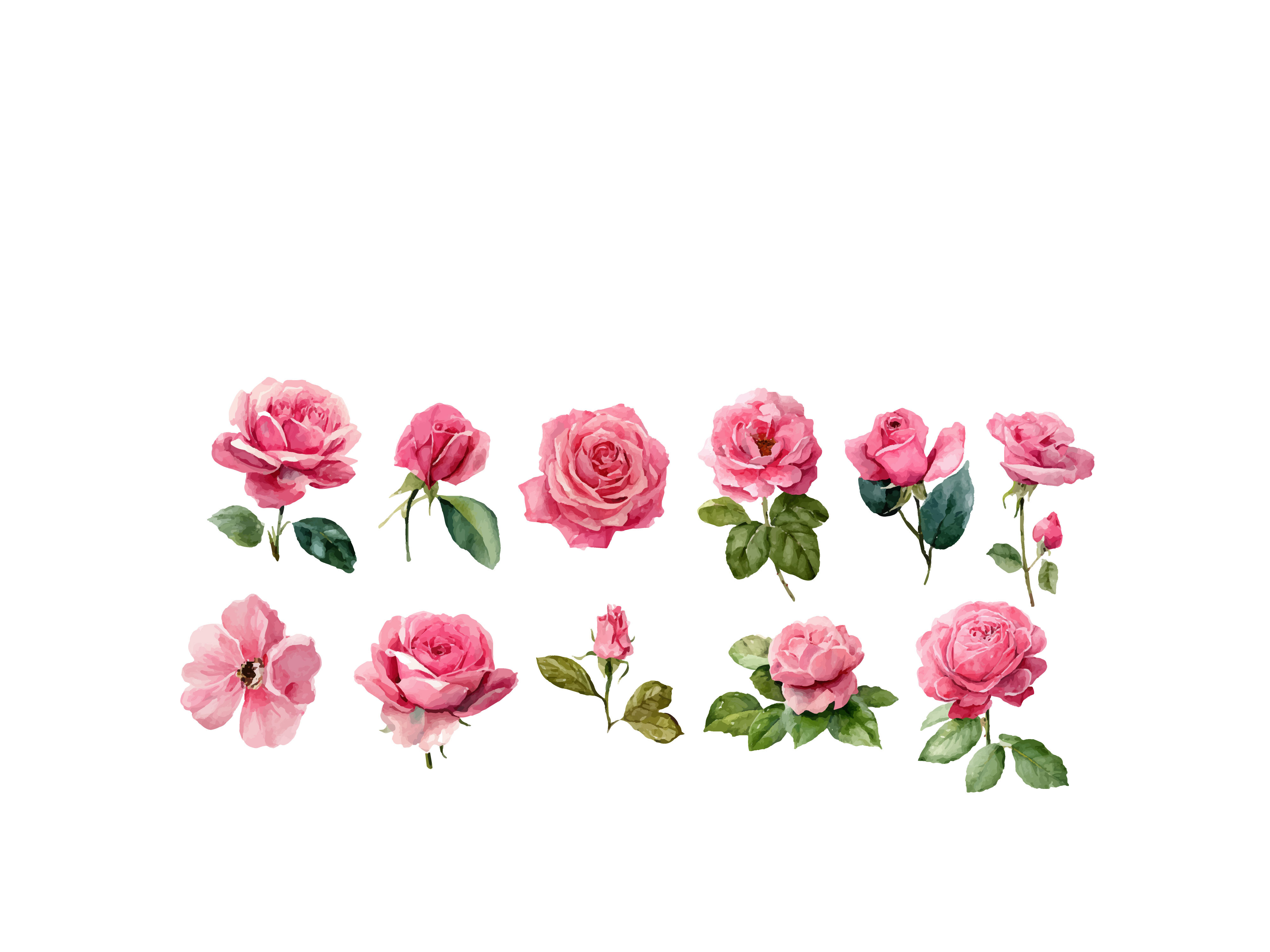 Watercolor Rose Flower Graphic by Nayem Khan · Creative Fabrica