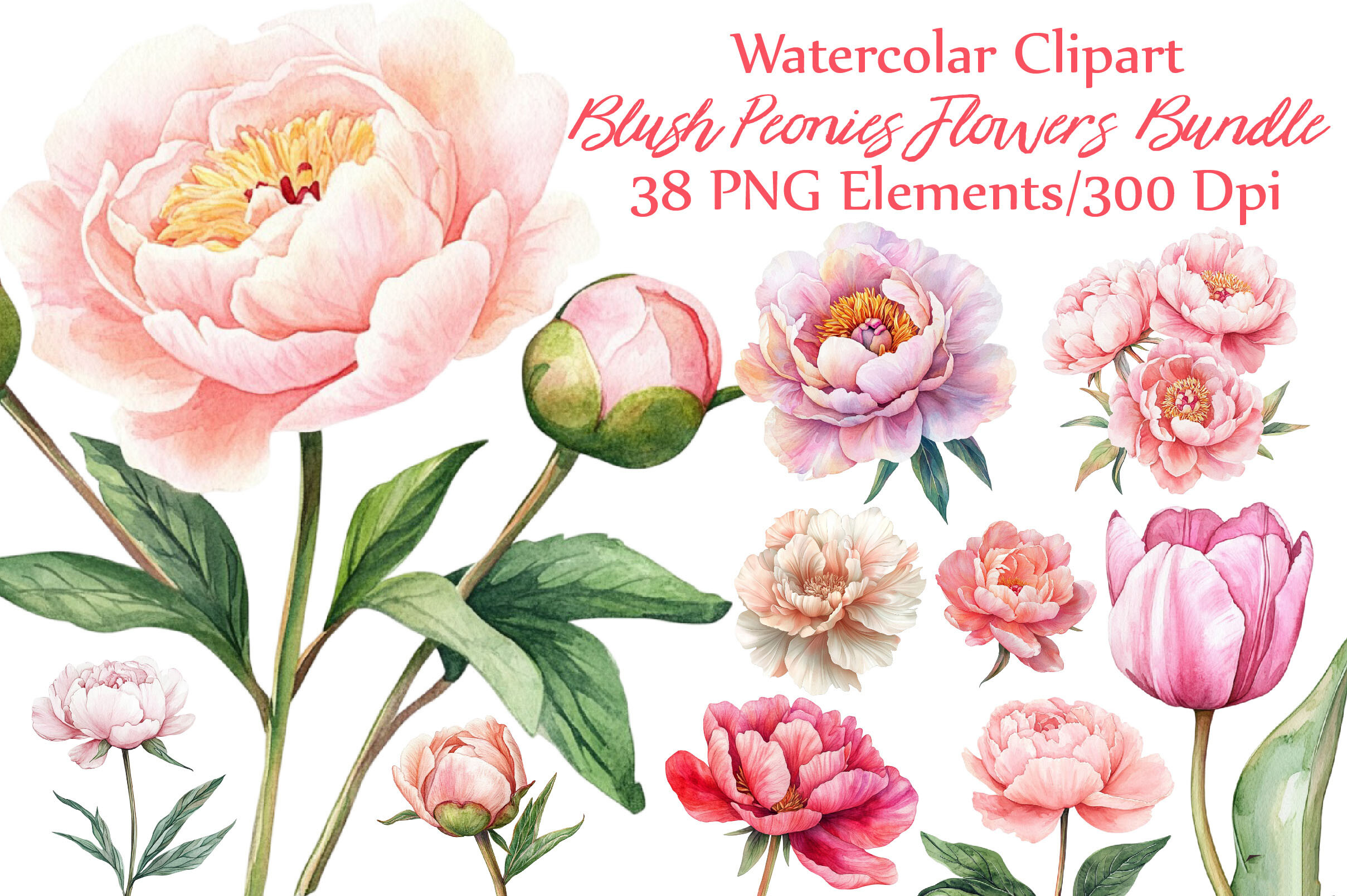 Watercolor Blush Peonies Flowers Clipart Graphic by Strawberry Art ...