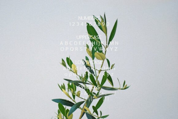 Branch Font - Preview 6