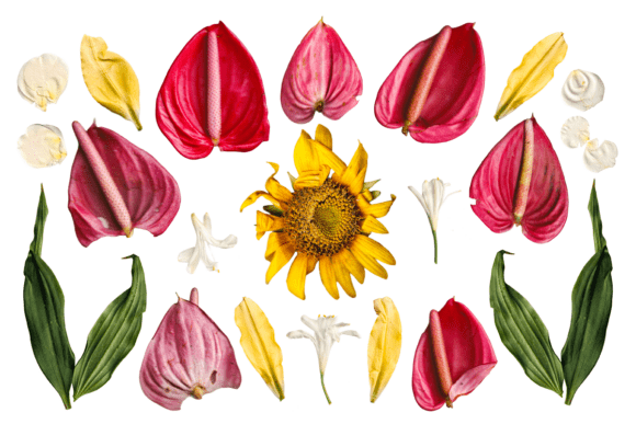 Anthurium Sunflower Botanical Collection