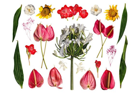 Tropical Botanical PNG Flower Bundle Set
