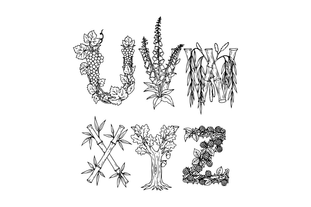 Black and White Botanical Line Drawing O