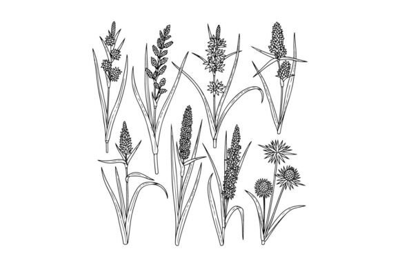 Botanical Line Drawing of Wild Grass and