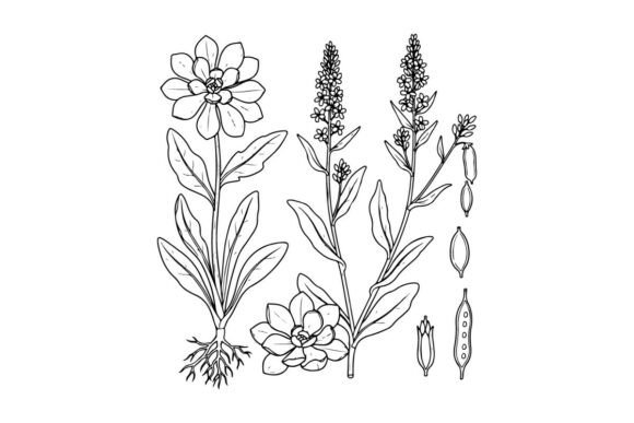 Botanical Line Drawing of Wildflowers an