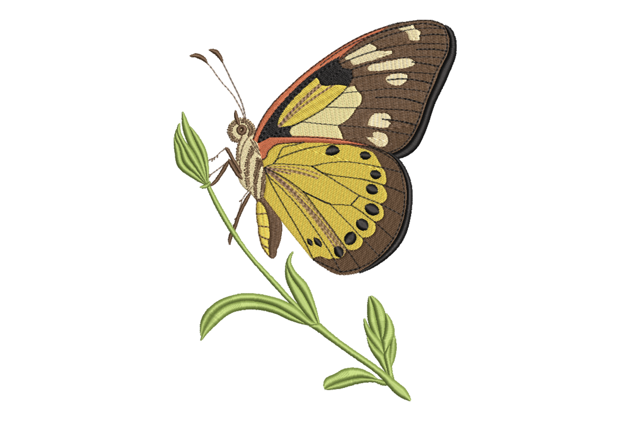 Colorful Butterfly & Stem