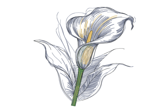 White Blue Flower Sketch