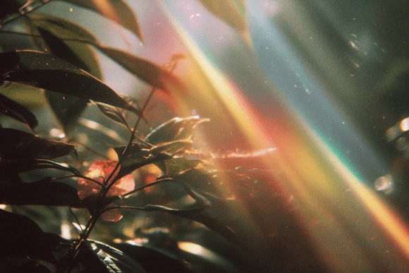 Rainbow Light Leak Botanical Background