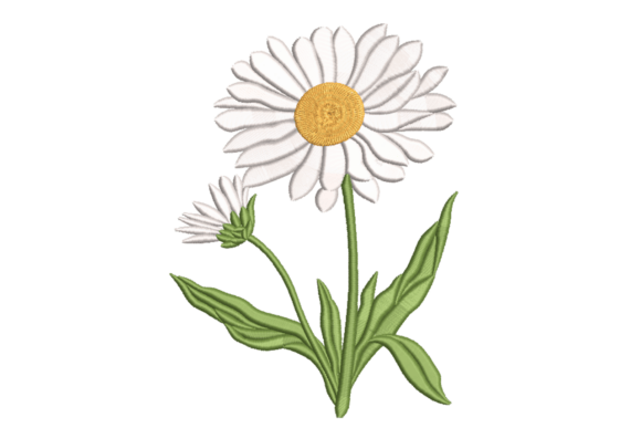 White Daisy Yellow Center