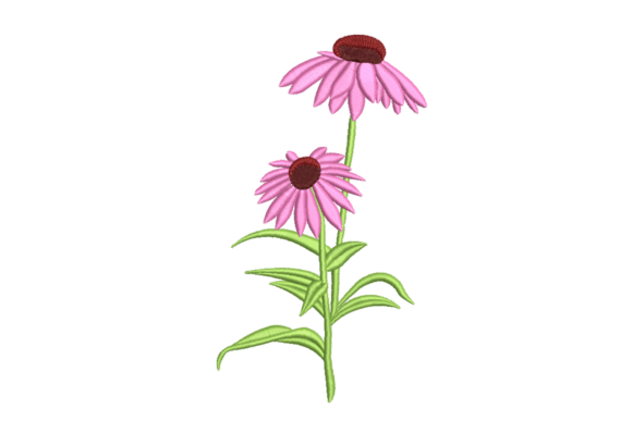 Pink Coneflower